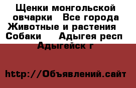 Щенки монгольской овчарки - Все города Животные и растения » Собаки   . Адыгея респ.,Адыгейск г.